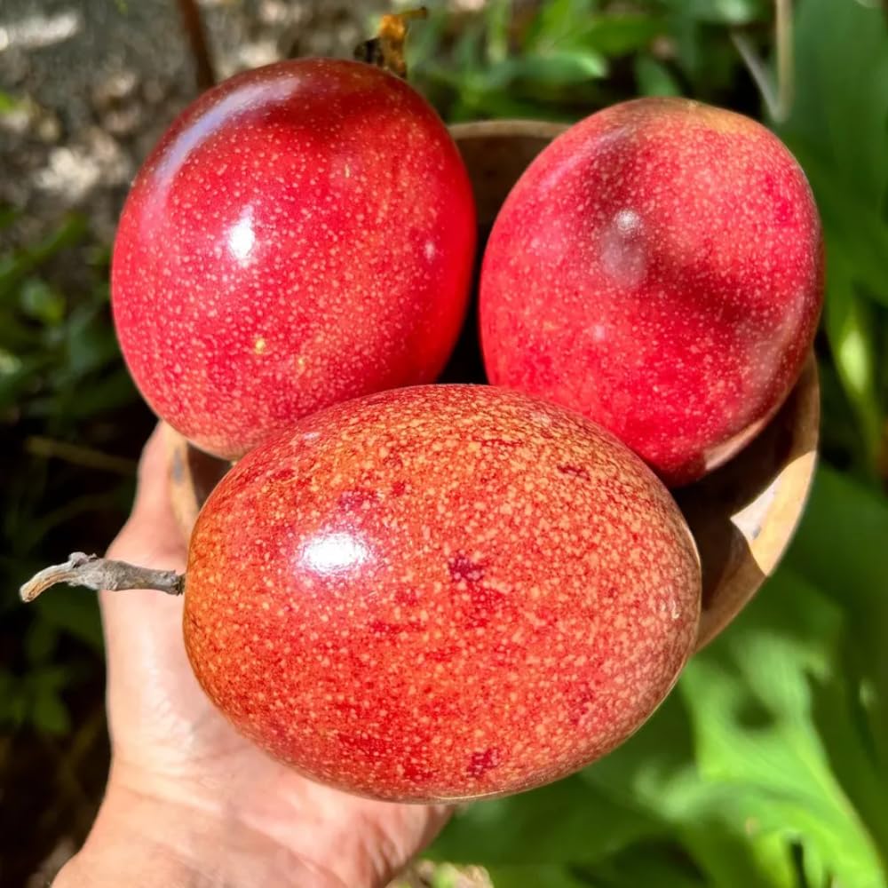 Red Passion Fruit Plant Live, Tropical Fruit Vine for Planting, 5-10" Tall, Sweet Edible Fruits, Passionfruit Seedling