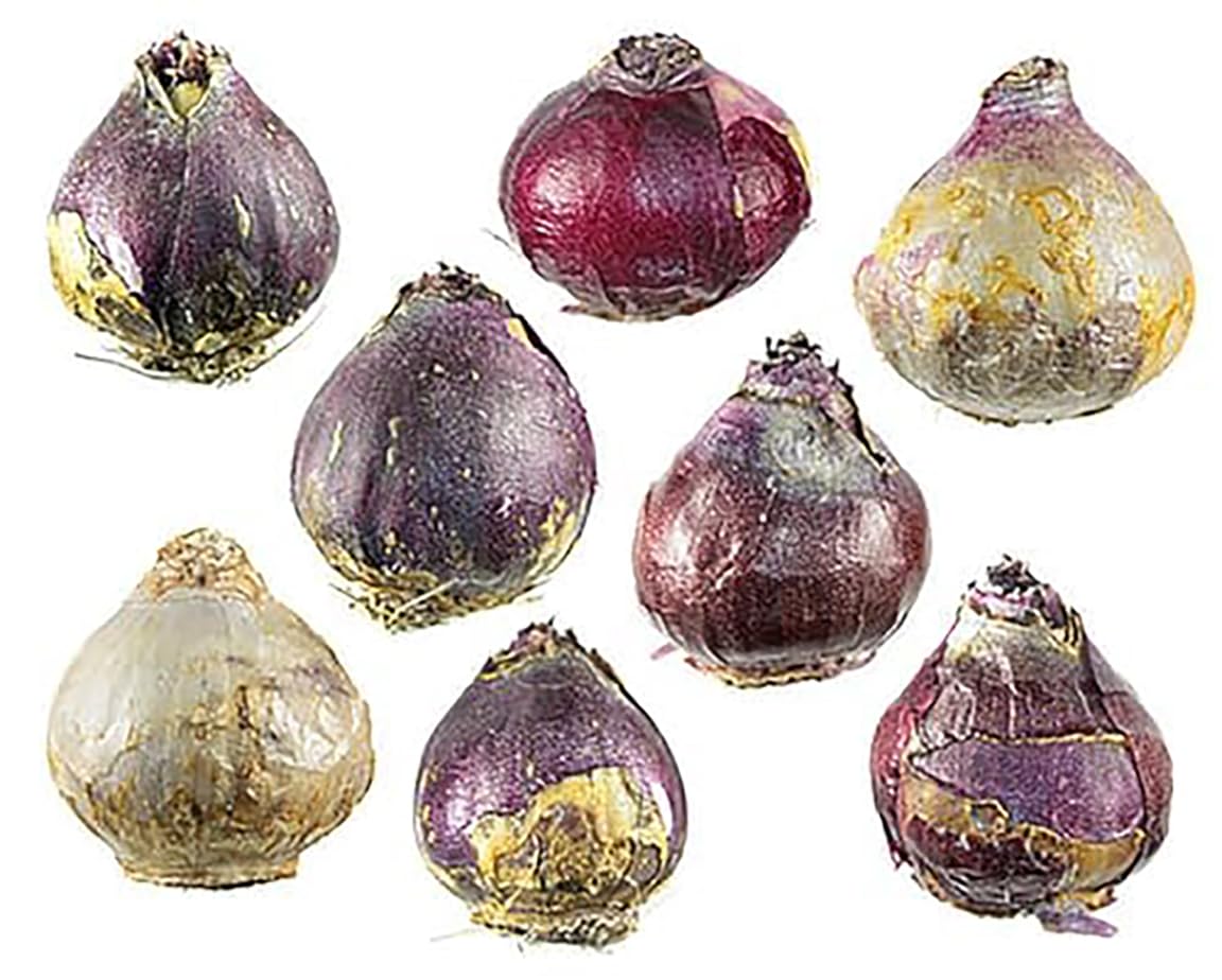 6 Large Mixed Hyacinth Bulbs – Premium 16-17cm Size for Stunning Spring Blooms in Purple, Blue, White, Pink, Yellow, Orange, and Peach