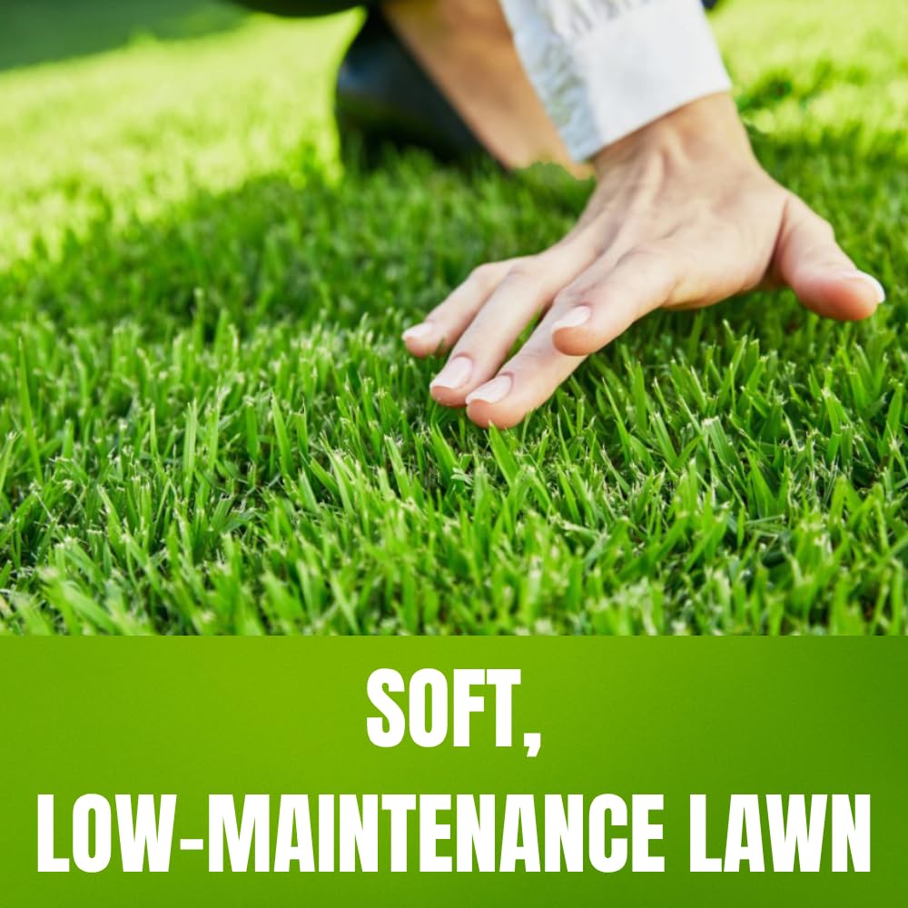 Zoysia Grass Seeds for Lawn, 20000 Seeds Count, Zoysia Seeds Lawngrass to Grow Backyard Home Garden