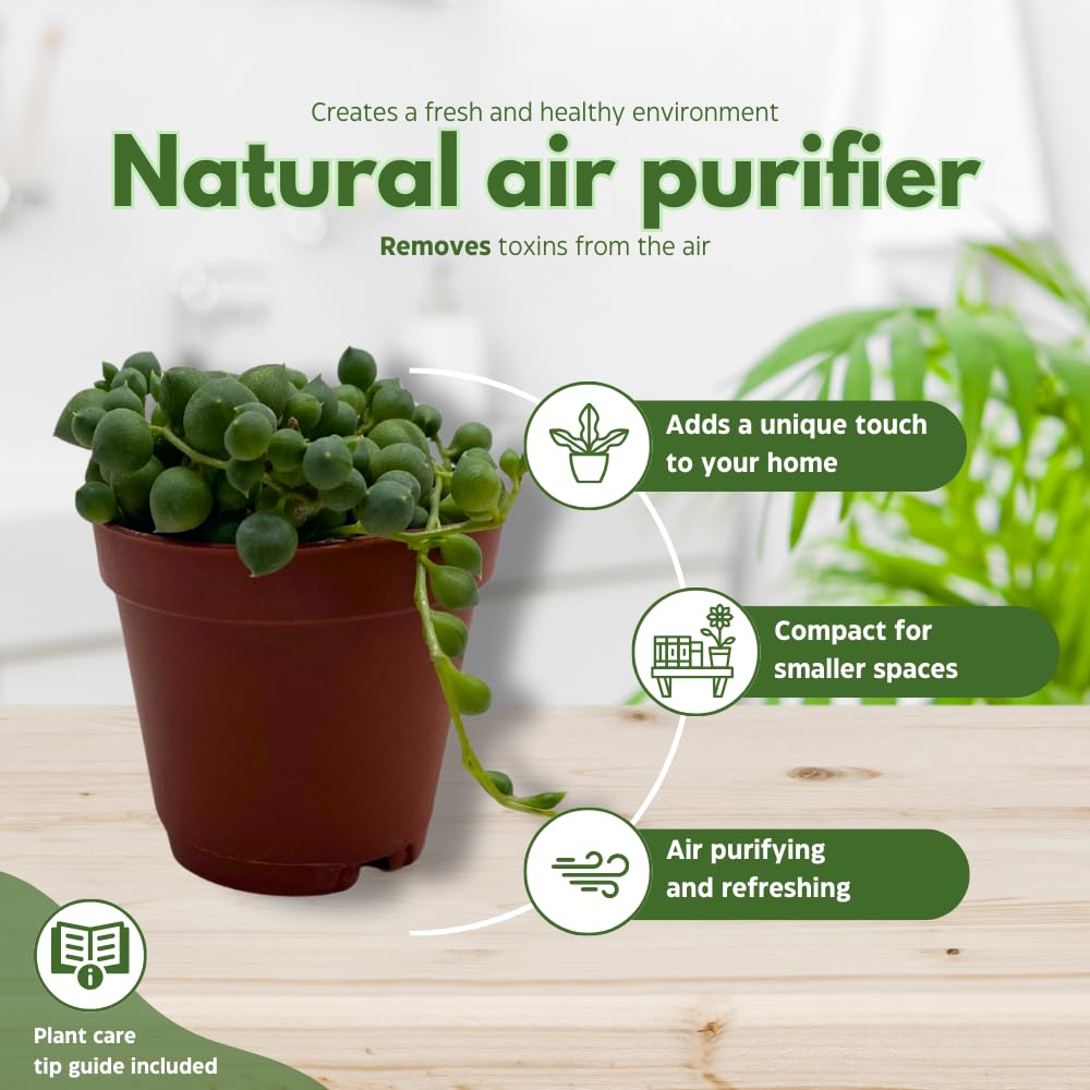 BubbleBlooms Succulent Strings Set of 5 Different String Plants in 2 inch pots Grower's Choice Includes Variegated String of Pearls, Turtles, Hearts, Frogs, Dolphins and More