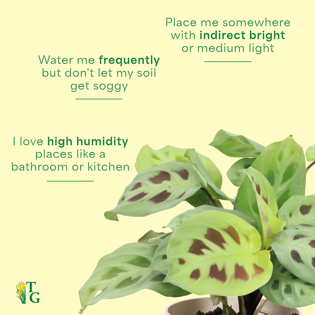 Thorsen's Greenhouse Green Prayer Plant, Live Indoor Plant, Pet Friendly, Uncommon Houseplant, Green Maranta, Easy to Grow, 4" Diameter Pot (Nursery Pot)