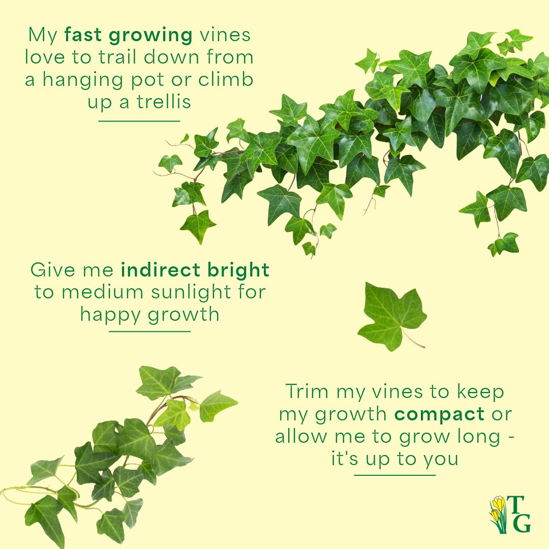 Thorsen's Greenhouse Live Green English Ivy Plant, Hedera Helix, Natural Air Purifier, Easy to Grow, Live Indoor Houseplant, 4" Diameter Pot, White