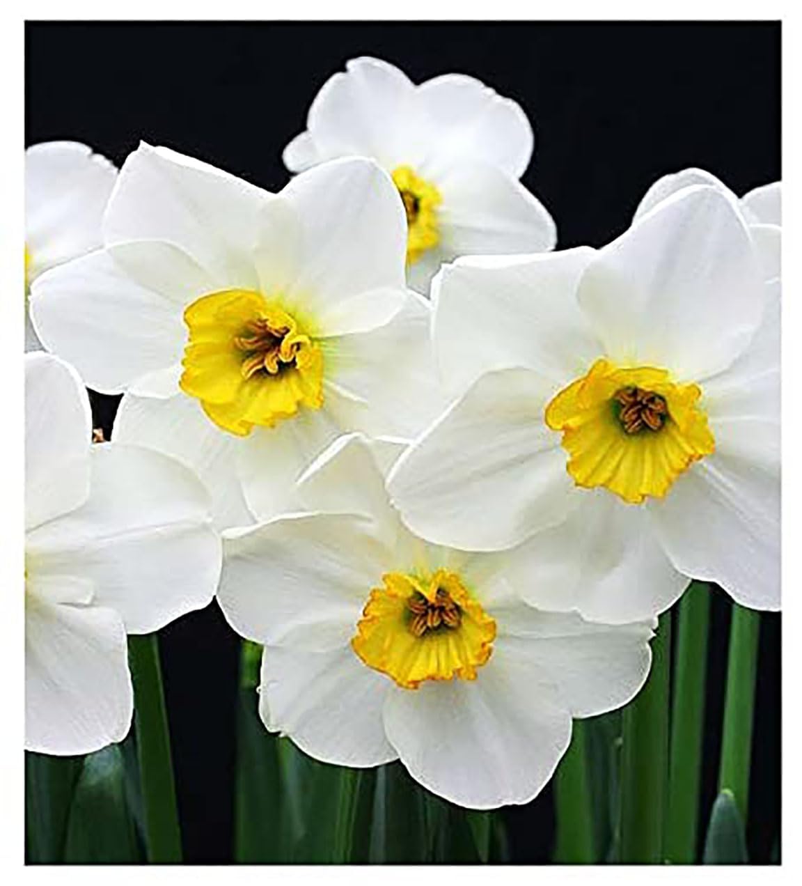 10 Tete a Tete Narcissus Bulbs - Top Size Daffodil Bulbs