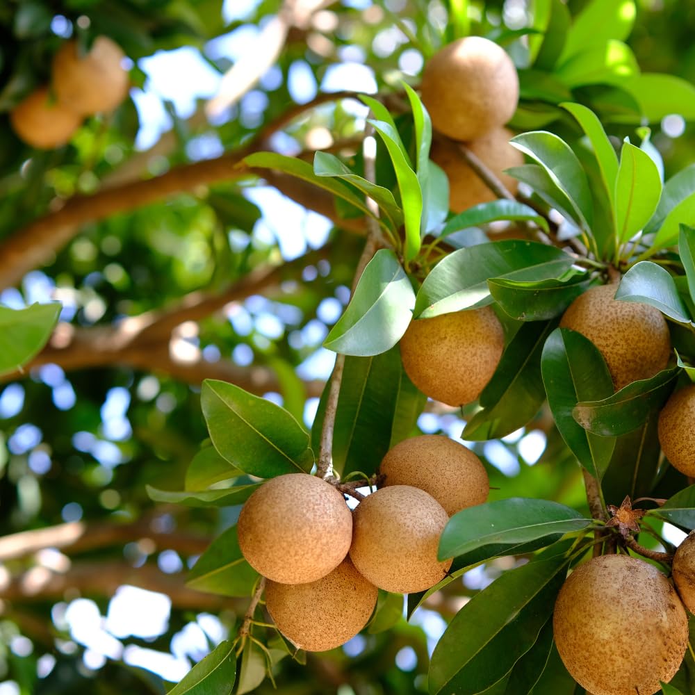 Sapodilla Live Fruit Tree | Anola Sapodilla Fruit Seedling | 30-36 Inches Tall in 3 Gallons Pot | Tropical Fruit Plan for Planting Outdoor | No Ship to CA,HI,AK
