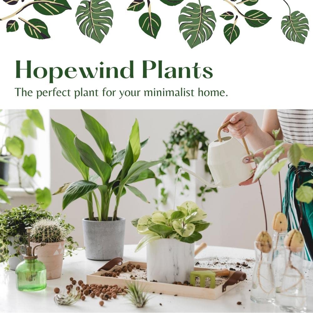 Hopewind Plants Shop Live Plants (2PK) Indoor Plants - Set of Two Maranta Combination (Lemon Lime Prayer Plant, Red Maranta) Rare Variety Set, 4 inch Pot - only from Hopewind Plants Shop