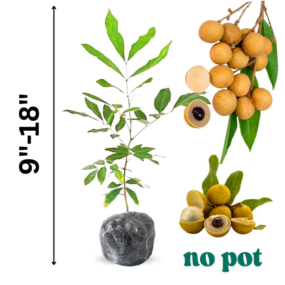 Tropical Longan Tree Live Plant, 1 Year Old Tree, 8-10 Inches Tall in 4 Inch Pot, Well-Rooted Fast-Growing Fruit Tree for Zones 9-11 Outdoor Spring Planting