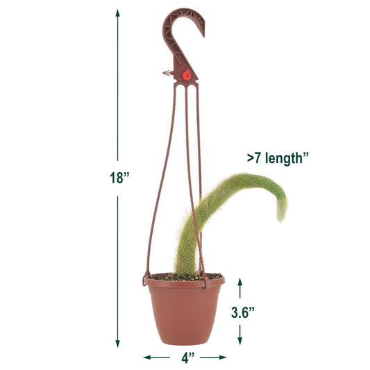 Arcadia Garden Products Live Monkey Tail Cactus Indoor Houseplant in Plastic Hanging Basket, Cleistocactus Colademononis Blooming Succulent Plant Gift for Home and Garden Decor, 4-inch