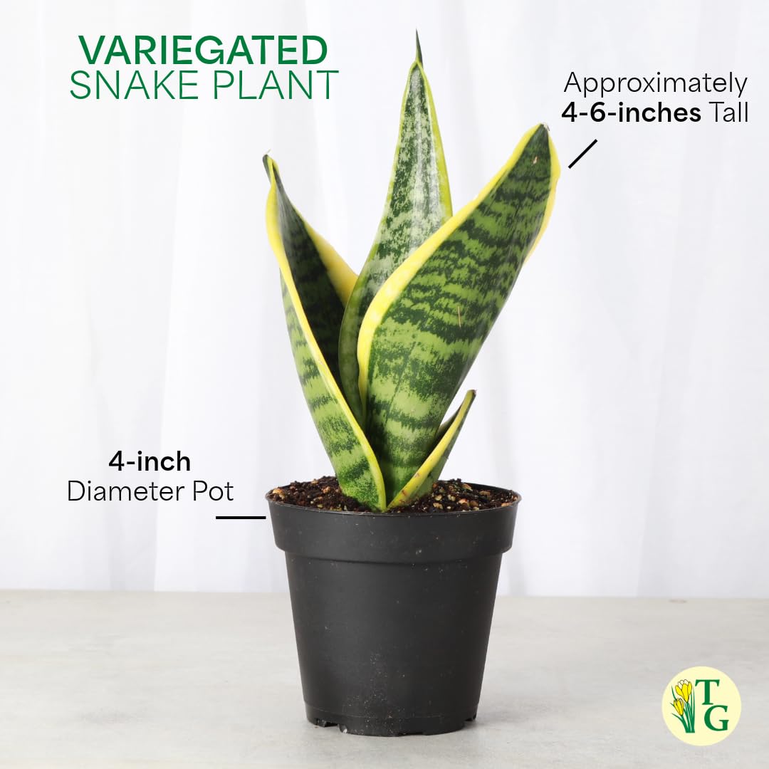 Thorsen's Greenhouse Variegated Snake Plant, Dracaena Trifasciata, Sansevieria, Mother-in-Law Tongue, Low Light, Easy to Grow, Live Indoor Plant, 4" Diameter Pot (Terra Cotta)