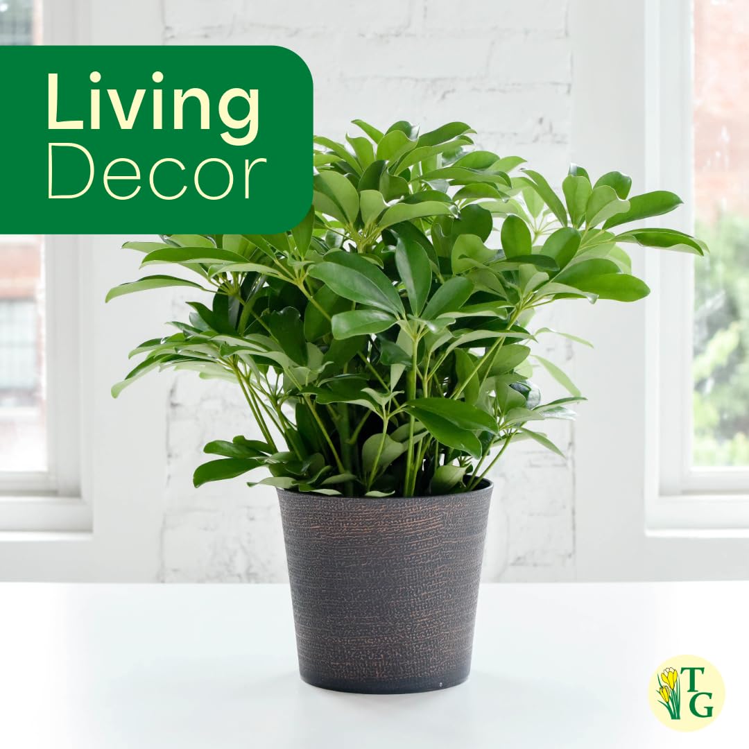 Thorsen's Greenhouse Live Arboricola Umbrella Tree Plant, Schefflera Arboricola, Natural Air Purifier, Easy to Grow, Live Indoor Houseplant, 4-inch Diameter (White)
