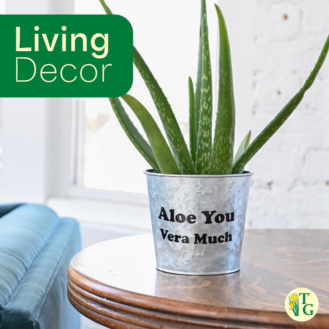 Thorsen's Greenhouse Aloe Vera, Live Indoor Plant, Aloe barbadensis, Easy to Grow, Succulent, Natural Air Purifier, 6" Diameter Pot (Chocolate)