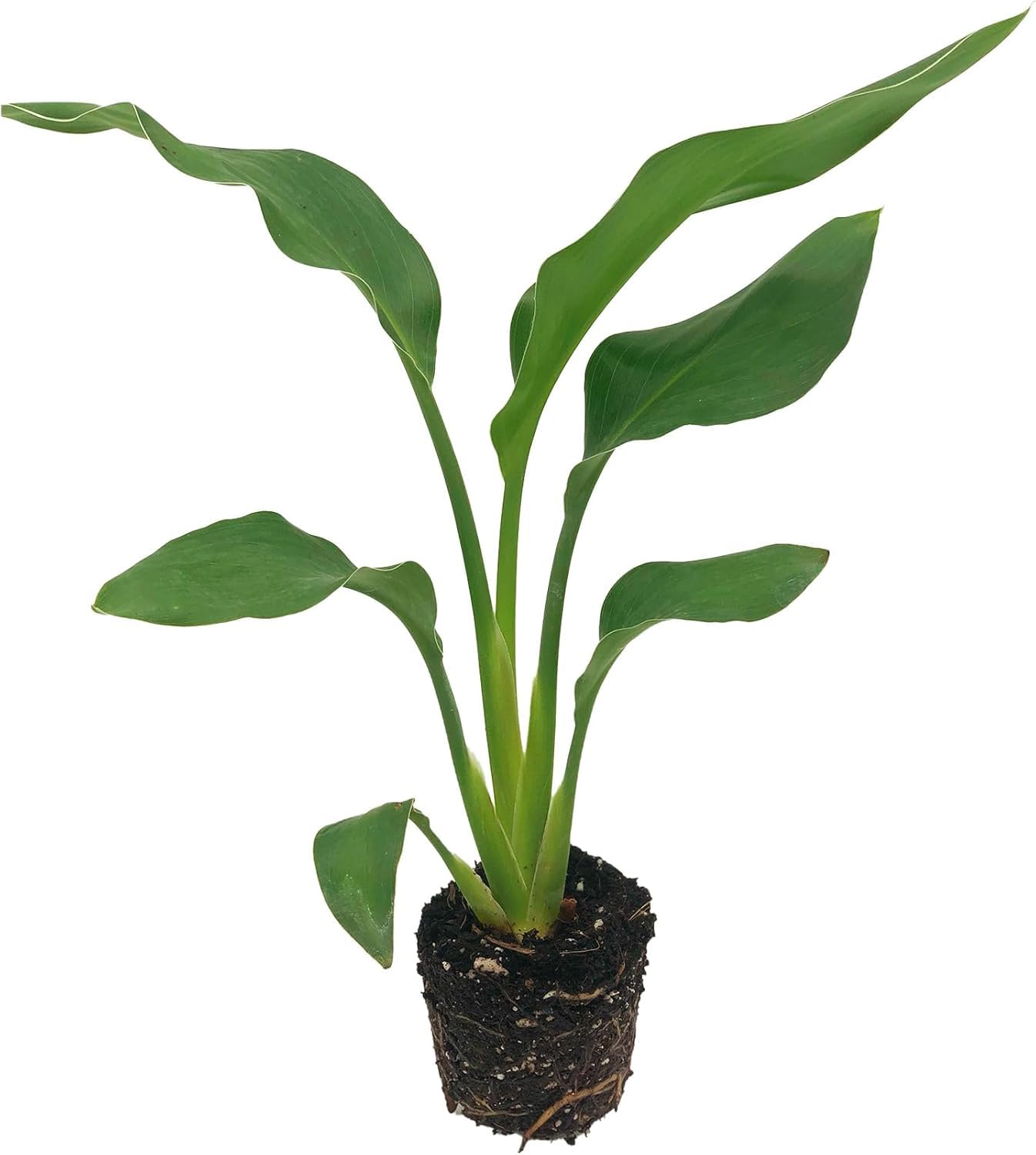 Live Orange & White Birds of Paradise Plant Variety - 'Birds of Paradise' Strelitzia nicolai - ragnaroc Tropical Plant 6-10” Tall - 4ct - Live Arrival Guaranteed - House Plants for Home Decor & Gift