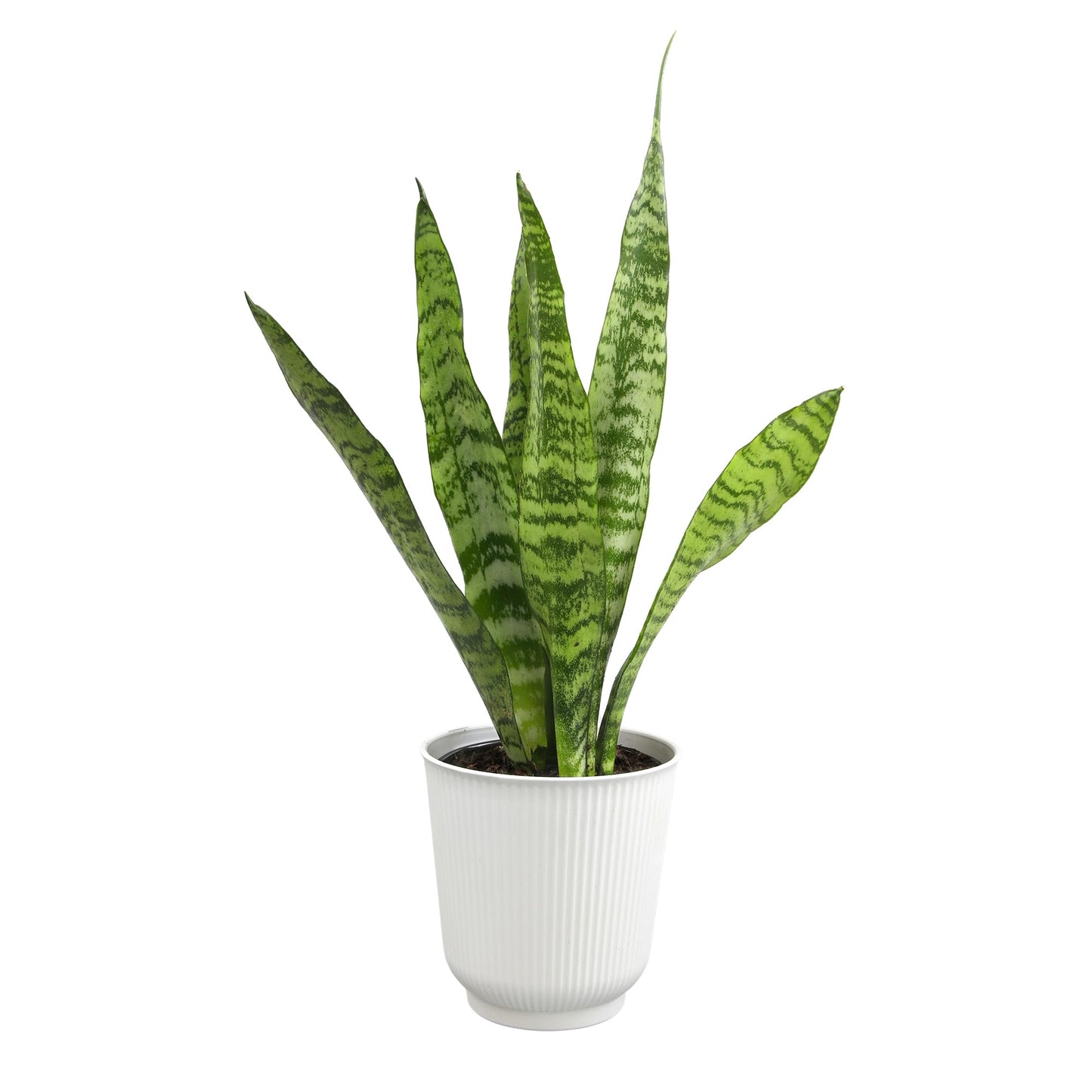Altman Plants Variegated Snake Plant Decor, Sansevieria Zeylanica Snake Plants (Approx. 6" Tall) in White Planter, Air Purifying Easy Plant Gift, Live Snake Plant Live Indoor with Pot & Desk Plant