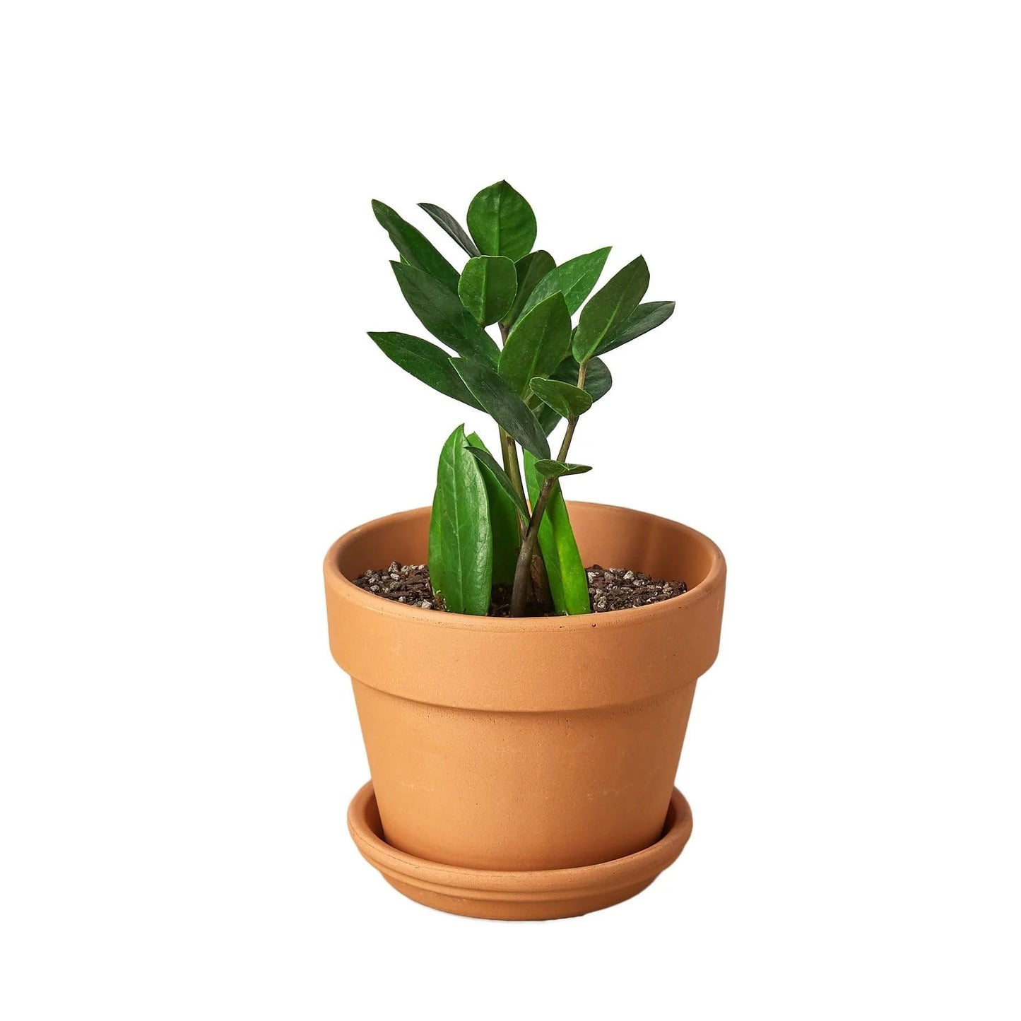7 Pack Zamioculcas Zamiifolia ZZ in 4in Pot - Live Plants Tropical Houseplants | Variegated | USA Growers | The Snobby Leaf