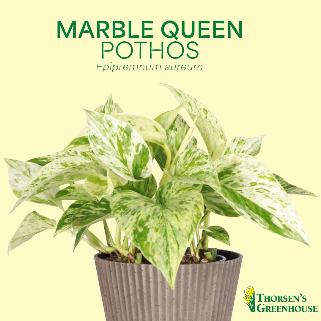 Thorsen's Greenhouse Marble Queen Pothos, Live Indoor Plant, Easy to Grow, Rare Variegated Houseplant, Natural Air Purifier, 6-inch Diameter Pot (Navy)