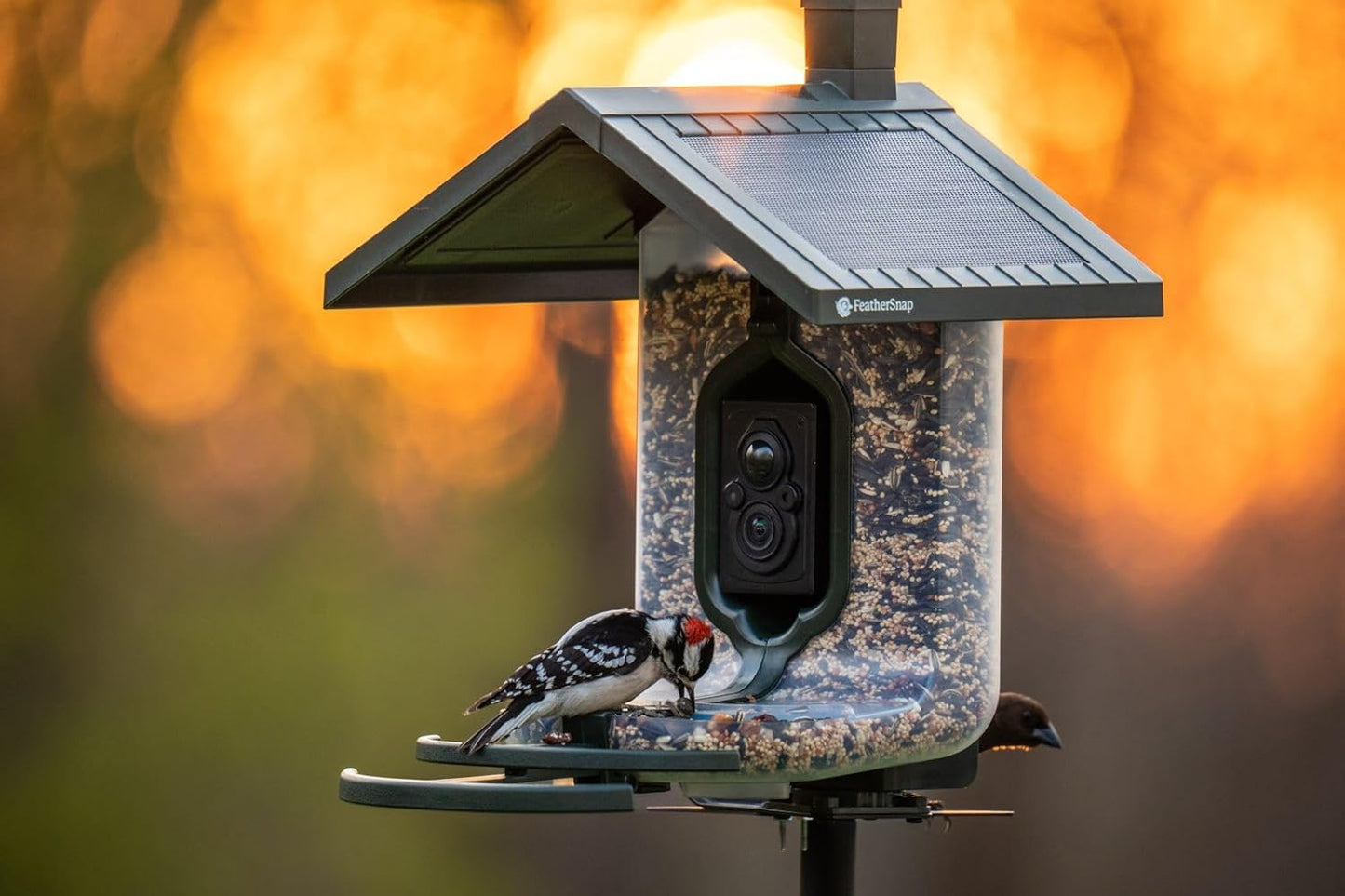 Feathersnap Smart Bird Feeder with AI Identification & HD Camera – Solar-Powered Wi-Fi Feeder Sends Photos & Videos to Your Phone – Includes Pole Mount, Bird Seed, 32GB SD Card, & Cleaning Cloth