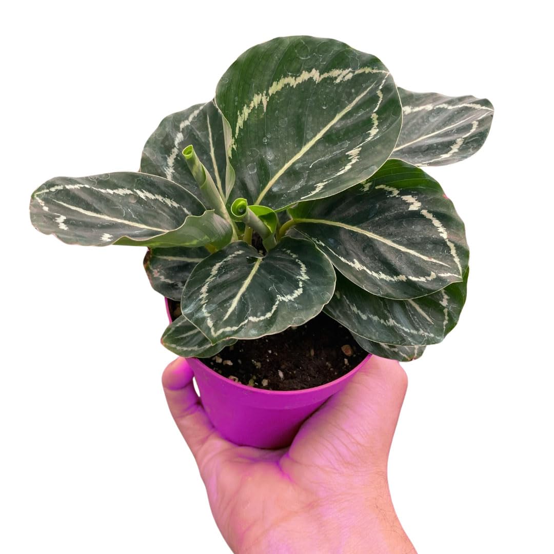 4 Pack Calathea 'Green Goddess' in 4in Pot - Live Tropical Houseplant - Easy to Grow | Air Purifying | Pet Friendly | Variegated | USA Growers | The Snobby Leaf