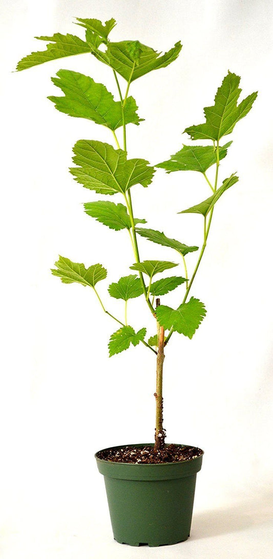 Mulberry Plant Tree Dwarf Everbearing Morus Nigra Sweet Fruit 4" Pot New