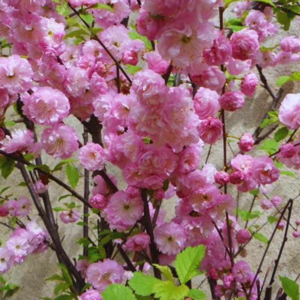 Flowering Almond Plants Tree Live, 7 to 11 Inc Tall, Flowering Plum Bush Live Plant Ornamental Plant Double Pink Flower, Quart Pot