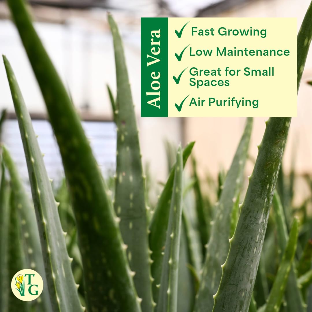 Thorsen's Greenhouse Aloe Vera, Live Indoor Plant, Aloe barbadensis, Easy to Grow, Succulent, Natural Air Purifier, 6" Diameter Pot (Chocolate)