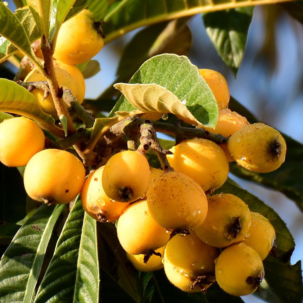 Loquat Tree Live Plant, Loquat Fruit Trees Live Plants, 1-2 Feet Tall in 3 Gallon Pot, Sweet Fruit Tree for Outdoor Planting, No Ship to CA