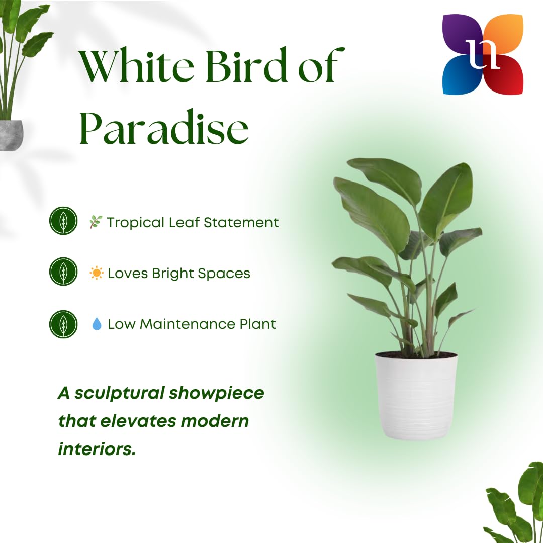 White Bird of Paradise Live Plant by United Nursery, Strelitzia Nicolai 32–36 inches Tall, 10 inch Plant Pot, Large Indoor House Plant for Office, Patio and Home Decor
