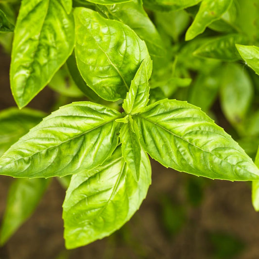2 Sweet Basil Plants, 4 Inc Pot, Herb Plant Live Planting