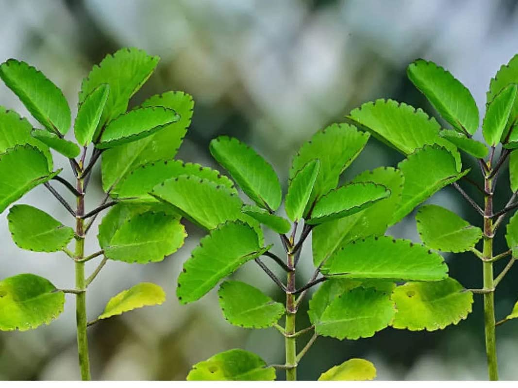 2 Kalanchoe Pinnata Plants Live Rooted Plants 4 to 6 Inc Height for Planting