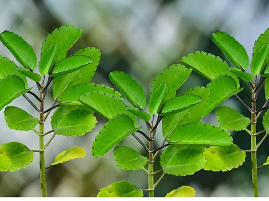 2 Kalanchoe Pinnata Plants Live Rooted Plants 4 to 6 Inc Height for Planting