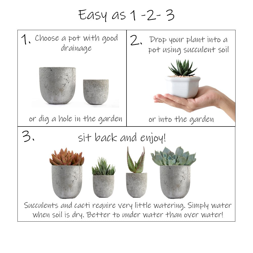 Altman Plants, Assorted Cactus Plants Live Plants (4 Pack), Live Cactus Plant Live Succulents Plants Live Houseplants, Cacti Live Indoor Plants Succulent Plants House Plants in Cactus Soil Potting Mix