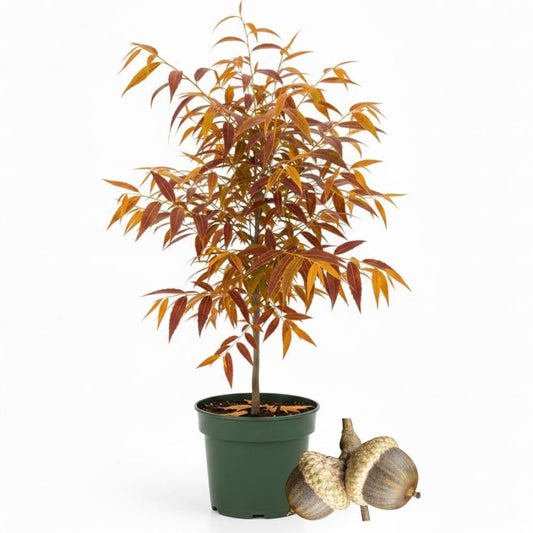 2 Live Willow Oak Plant, Willow Oak Shades Plant Live 6-10 Inches Tall, Oak Trees for Planting Outdoor Garden