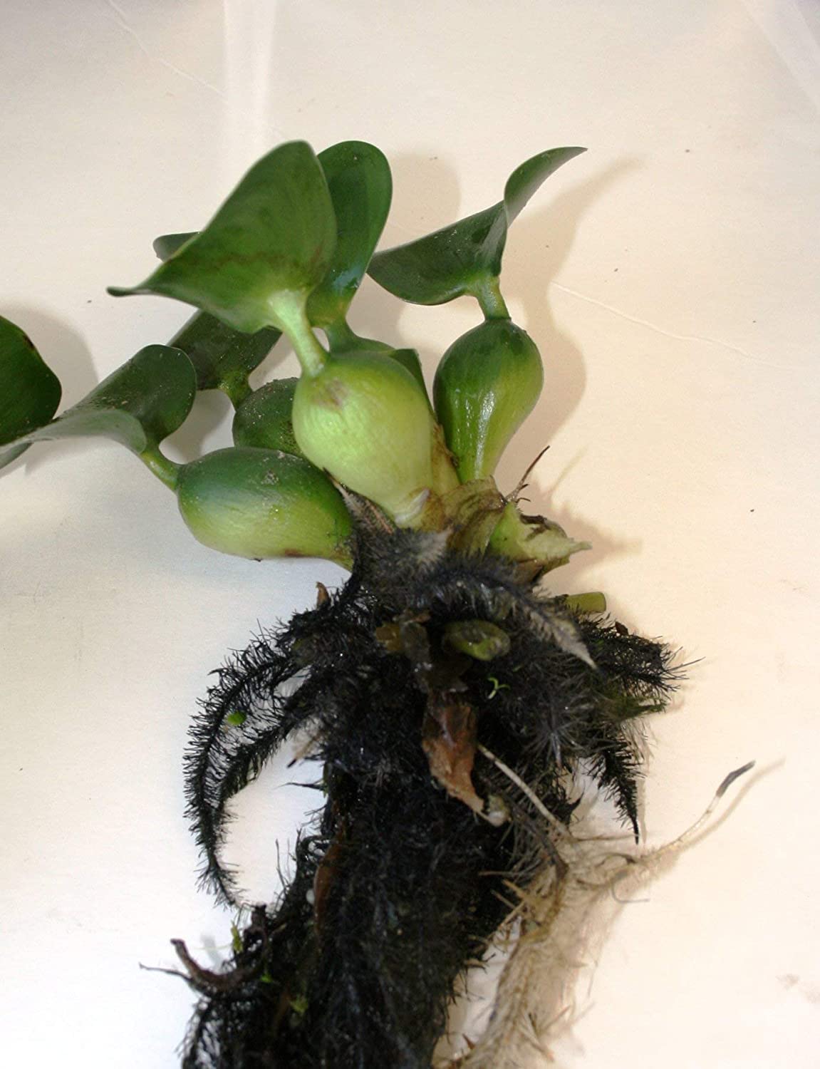 5 Water Hyancinth - Floating Water Garden Pond Plant