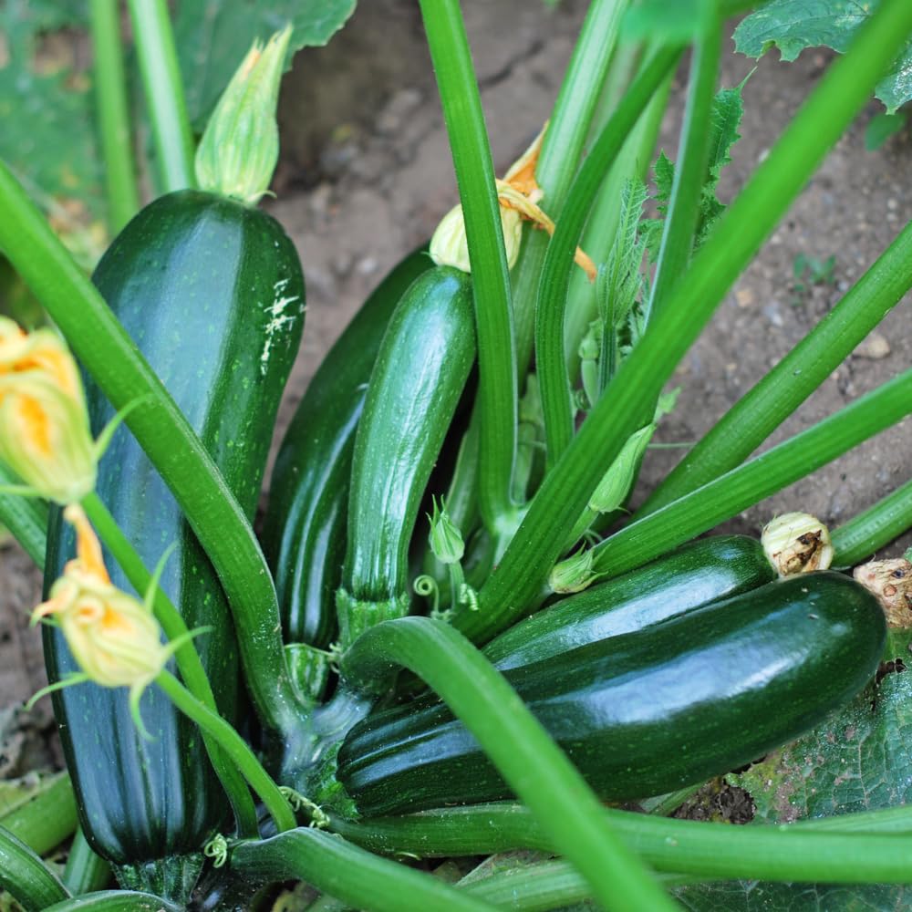 2 Live Squash Plants, 5 to 7 Inch Tall Green Squash Plants Live in 4 Inch Pot, Green Squash Zucchini Plants Seedlings,