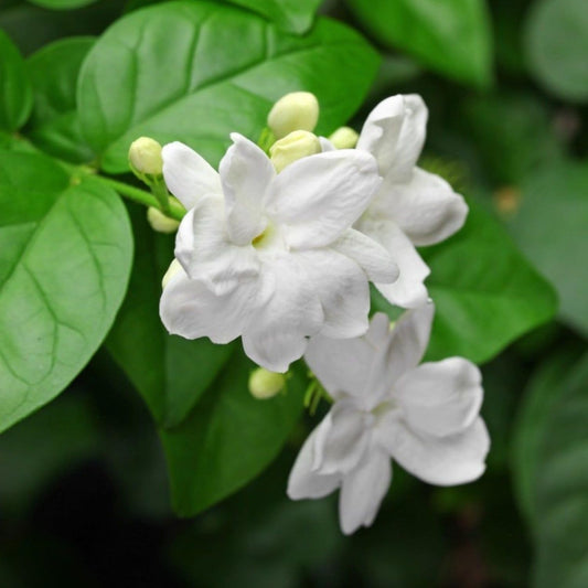 200+ Climbing Jasmine Flower Seeds for Planting Fragrant Plant Seeds Non-GMO Garden Home Jasmine Garden Balcony Climbing Flower