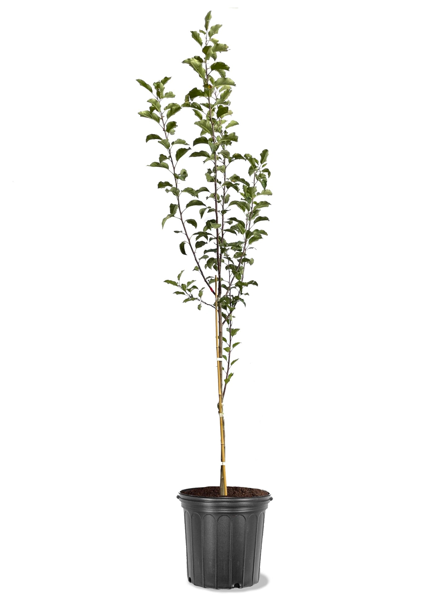American Plant Exchange Apple Tree 'Pink Lady' – Live Fruit-Bearing Plant, 5-Gallon Pot, Cold-Hardy, for Home Orchards, Backyard Gardens & Edible Landscapes