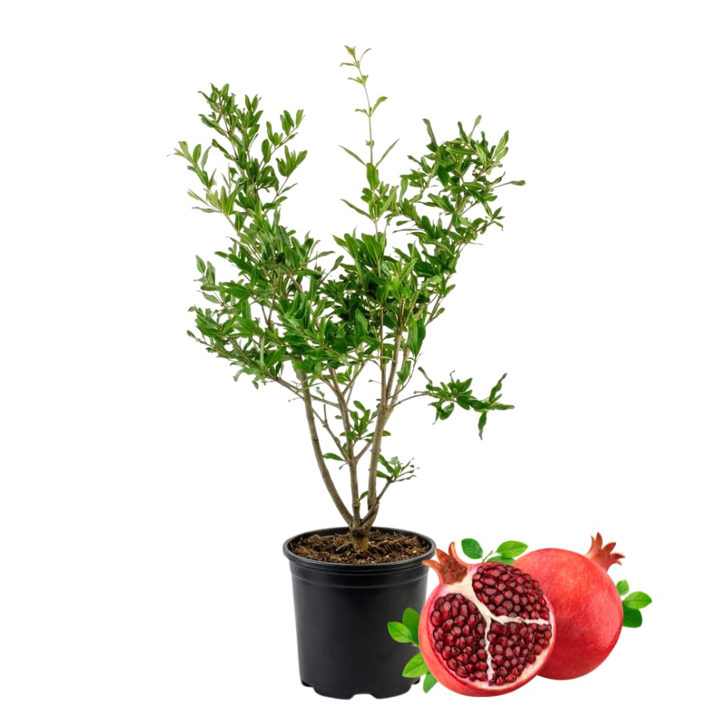 Pomegranate Plants Live for Planting 20-24 Inches Tall in Gallon Pot, Farfianka Pomegranate Live Tree, Easy-Care Landscape Tree for Home Gardens & Backyards, No Ship to CA,HI,AK