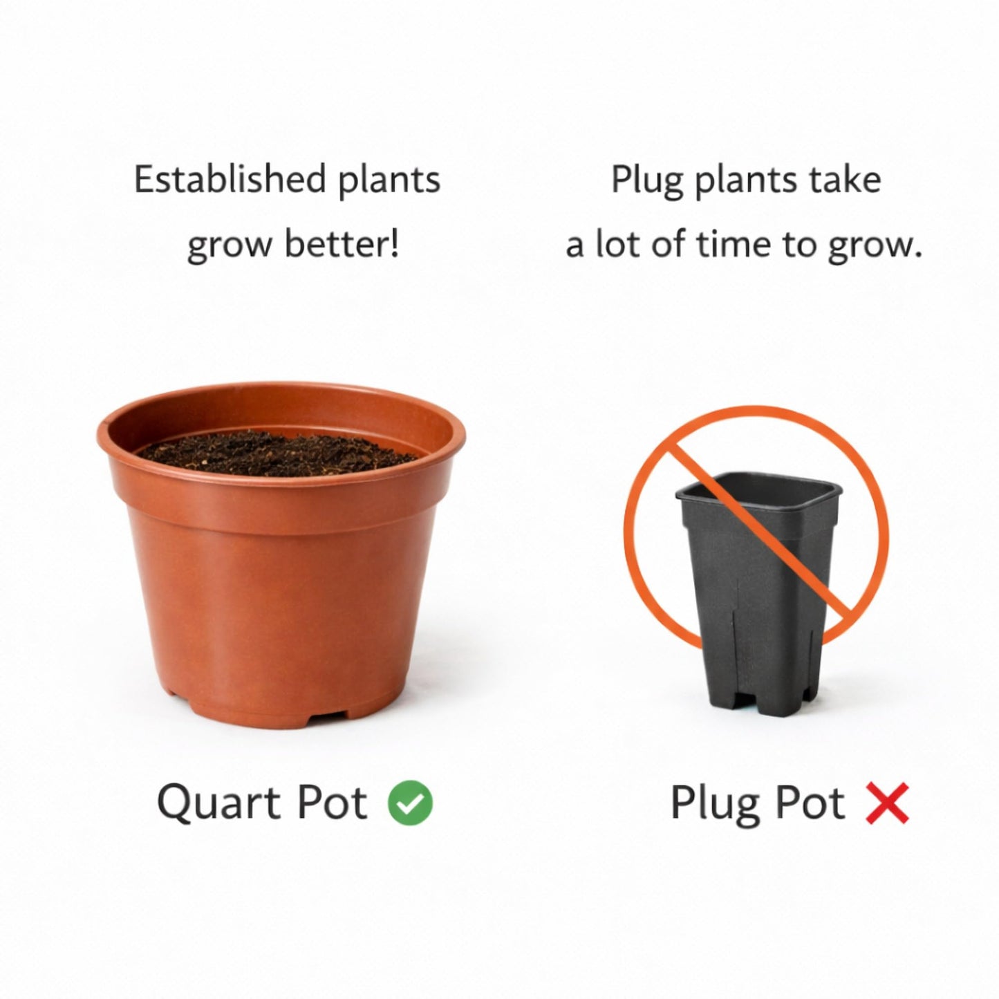 Easy to Grow Houseplants Mix Pack of 2 Full Size Potted Plants - Established & Rooted in 4" Quart Pots, Growers Assorted Mix of Air-Purifying Large Plants (Not Starter Plugs)