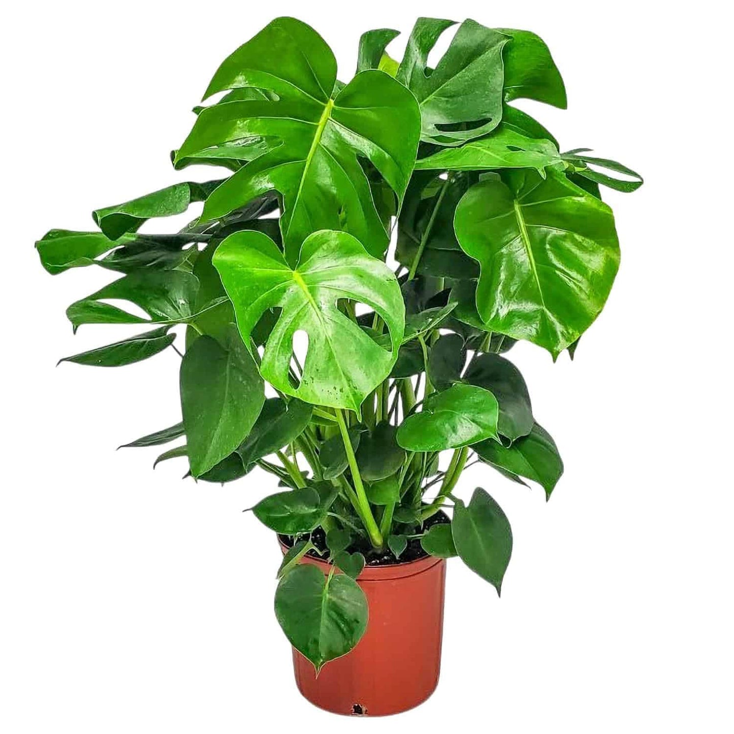 Monstera Deliciosa Plant - Swiss Cheese Split Leaf Philodendron Plant - Large Plant - Overall Height 24" to 28" - Tropical Plants of Florida