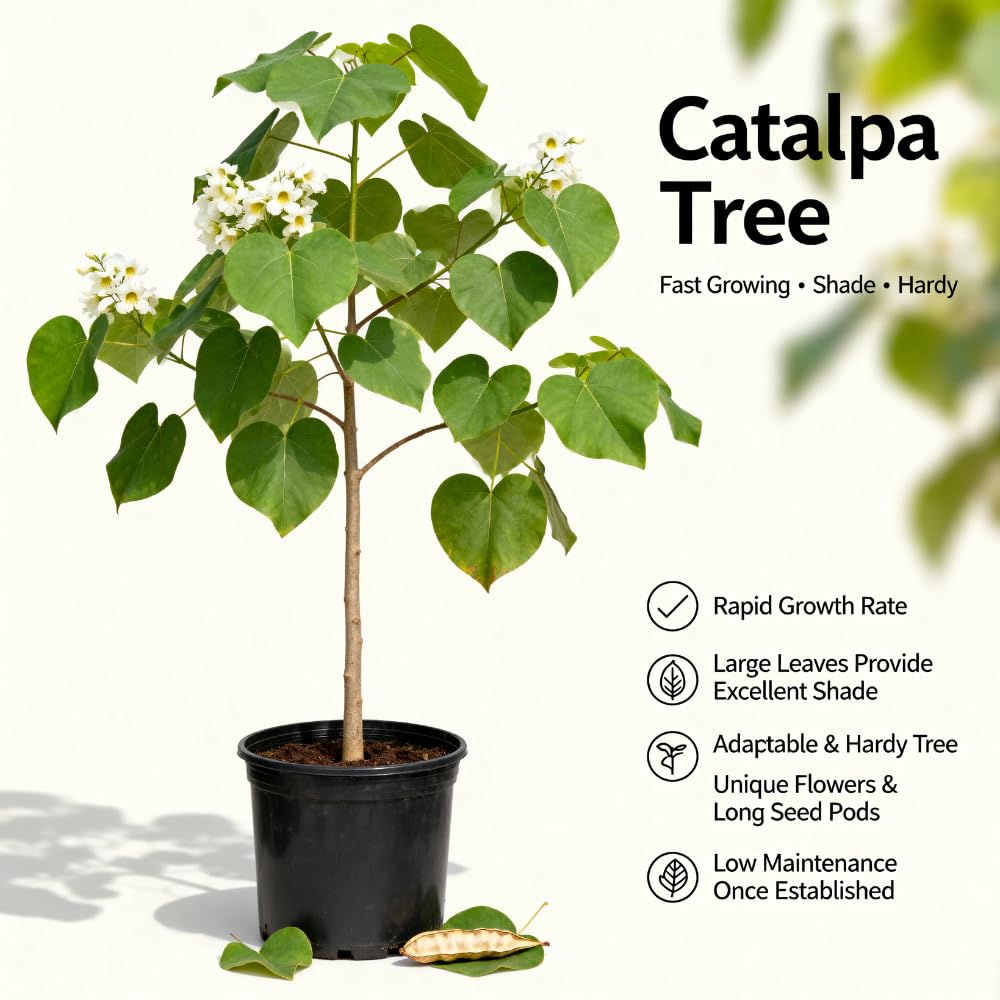 5 Catalpa Tree Live Plant – Native Catalpa Seedlings 1–2 Ft Tall | Fast-Growing Shade Trees for Outdoor Planting & Landscaping | Dormant Plant