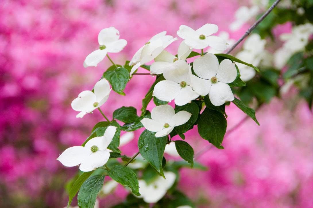 White Dogwood Tree Live Plant 3-4 Ft Tall – Cornus Florida – Huge 4 Inch White Blooms – Outdoor Ornamental Flowering Tree for Yard, Landscaping & Garden – Hardy Deciduous Dogwood