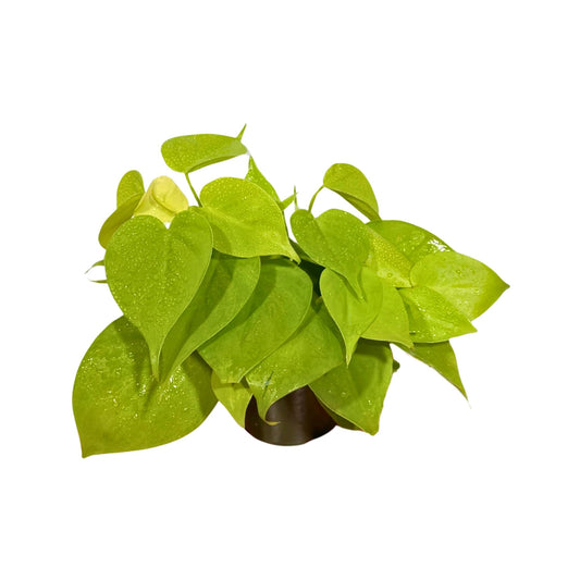 PLANTVERS Neon Heartleaf Philodendron in 4" Grow Pot | Lime-Green Trailing Vine | Easy Care Philodendron Hederaceum | Bright Foliage for Shelf or Workspace Decor