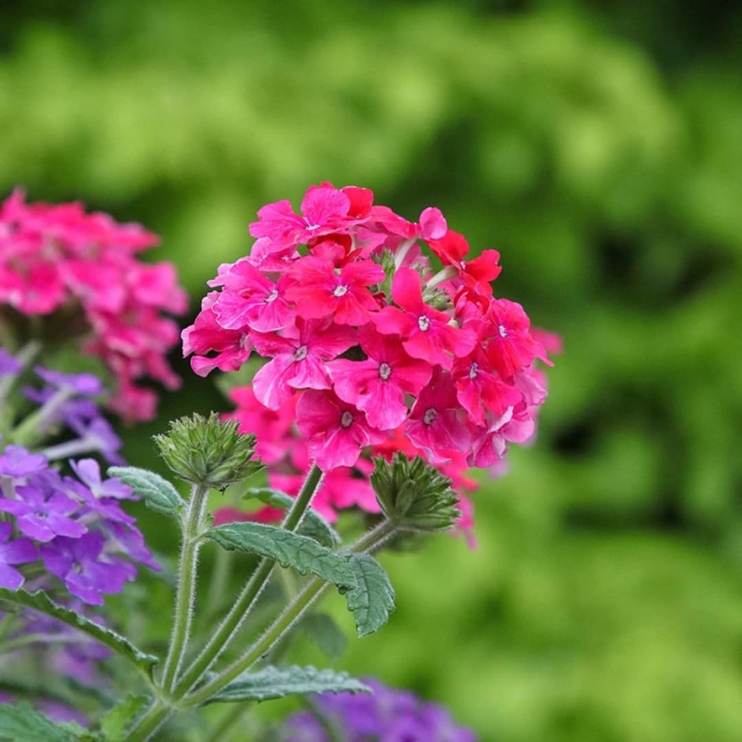 Pack 4 Pink Perennial Verbena Plants, Pink Verbena Live Plants, Verbena Flower Trailing Plants Live for Planting, Pink Verbena Plants in Zones 7 to 11