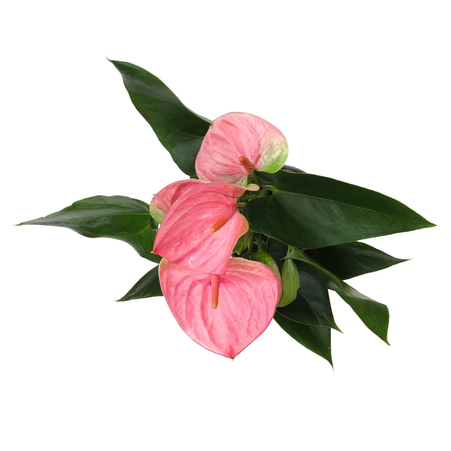 Pink Anthurium Live Plant (Approx. 17-19" Tall), Real Flowers/Unique House Plants in 6" Nursery Pot, Floral Office Plants, Air Purifying Plants & Cool Gifts for Plant Lovers by Plants for Pets