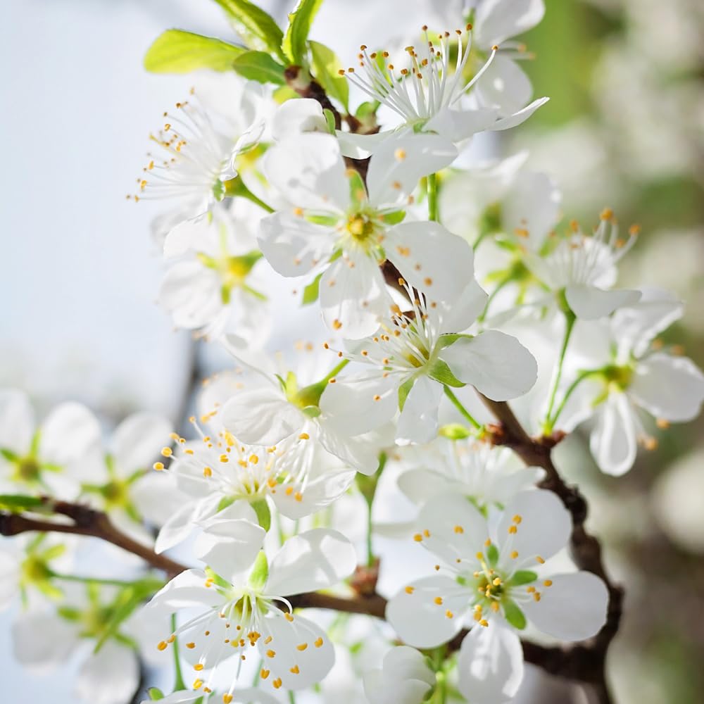 Apricot Plum, Unique Hybrid Plum with Apricot-Like Flavor and Juicy Flesh for Fresh Eating, 3-4 ft Tree Height, 7 gal. Grower Pot (Due to Agricultural Laws, we Cannot Ship to CA, AZ, AK, or HI)