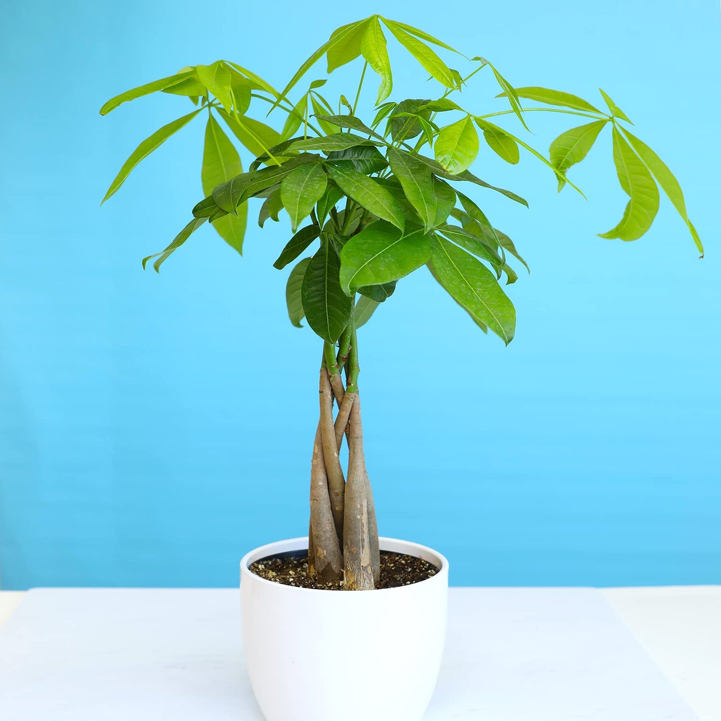 Money Tree Plant Indoor House Plants, Chinese Money Plant Decor, Bonsai Tree Feng & Essential Houseplant Collection (4PK) Live Plants Indoor Plants Live Houseplants in Plant Pots