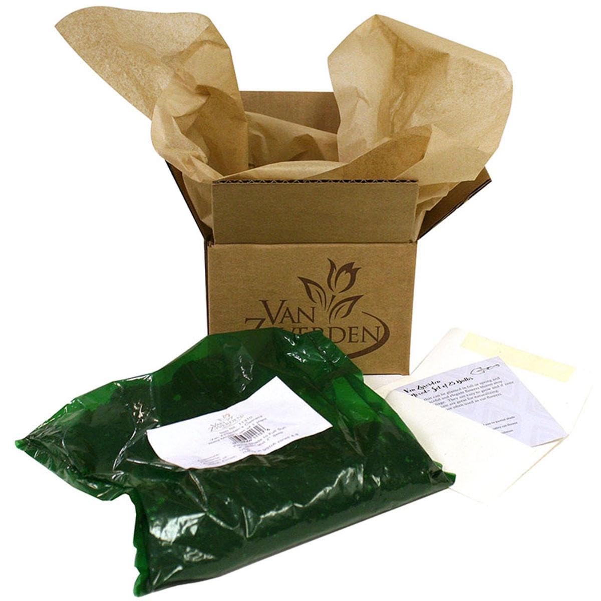 Van Zyverden Cannas Phaison Set of 3 Bulbs