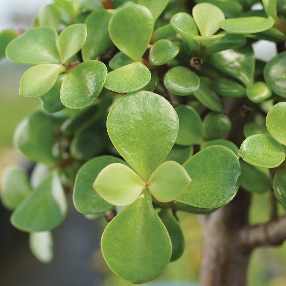 Brussel's Bonsai - Live Dwarf Jade Bonsai Tree in a Ceramic Bonsai Pot, Indoor Succulent Houseplant, 3 Years Old, 5-8 Inches Tall, Easy Care Plant for Home or Office (Small, Green)