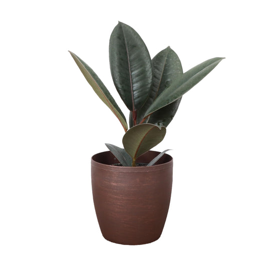 Thorsen's Greenhouse Ficus elastica, Live Indoor Plant, Rare Variety, Natural Air Purifier, Burgundy Rubber Plant, 4-Inch Diameter Pot (Copper)
