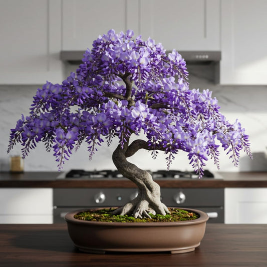 Weeping Wisteria Bonsai Tree Seedling for Planting - 1 Year Old Well Rooted Seedling - Starter for Bonsai Training or Outdoor Planting – Deciduous Flowering Vine Tree