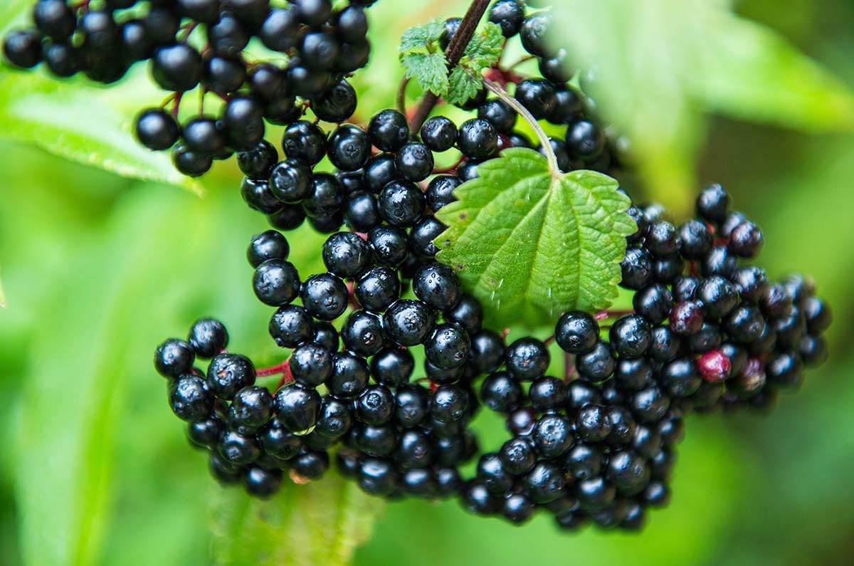 Elderberry Plants Live, Black American Sweet Elderberry Bush, 6-12 Inches Height, 2 Pack