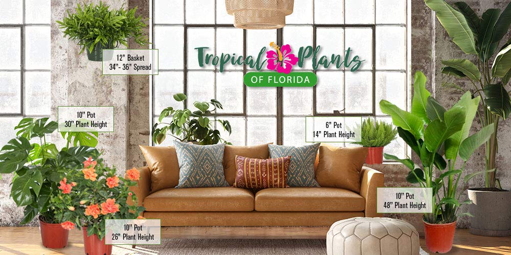 Tropical Plants of Florida White Mandevilla Trellis Live Plant - 1 Gallon 18 to 20 Inch Tall Tropical Flowering Vine Hoop Support Indoor Outdoor Patio Plant